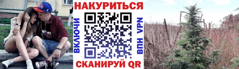 Каннабис OG Kush  Купить где  Жуковка 